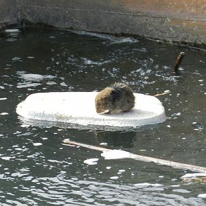 Southern Water Vole