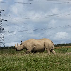 Black Rhino cow