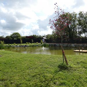 Pelican and waterfowl lake