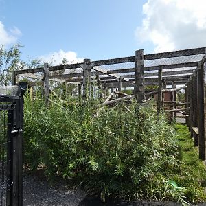 Indochinese Leopard Cat enclosure
