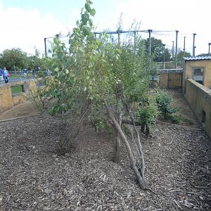 Banded Mongoose enclosure