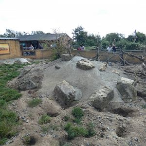 Meerkat enclosure