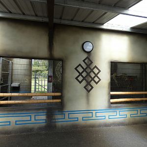 Bactrian Camel house