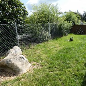 Azara's Agouti enclosure