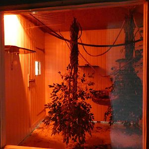 Night Monkey enclosure