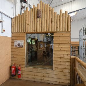 Cusimanse enclosure in Giraffe house