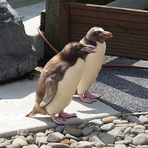 Macaroni Penguin