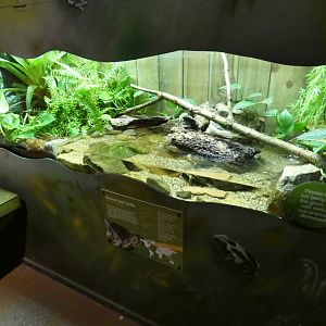 Annam Leaf Turtle enclosure