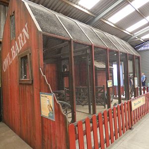 Barn Owl enclosure