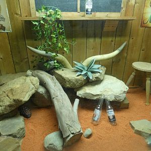 Gila Monster enclosure
