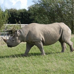 Black Rhino bull