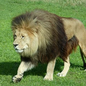 Male Lion
