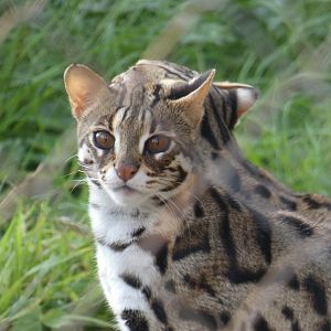 Indochinese Leopard Cat