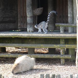 Capybara and Ring-tailed Lemur