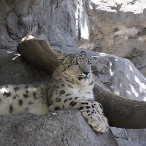 Snow Leopard