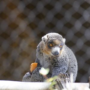 Mongoose Lemur