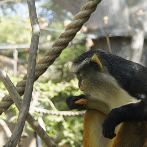 Wolf's Guenon