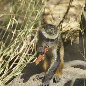 Wolf's Guenon