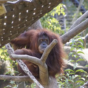 Sumatran Orangutan