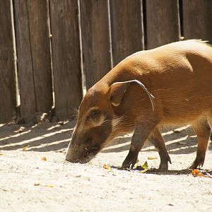 Red River Hog