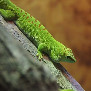 Madagascar Giant Day Gecko
