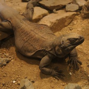 Common Chuckwalla