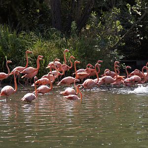 American Flamingos