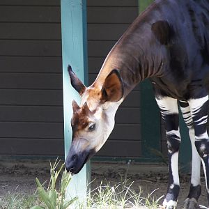 Okapi