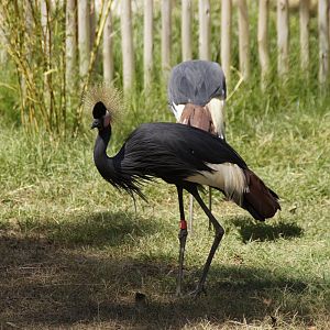 West African Black-Crowned Cranes