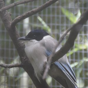 Azure-Winged Magpie