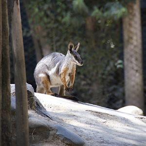 Yellow-Footed Rock Wallaby