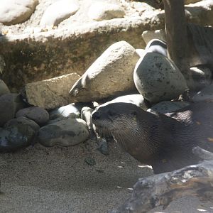 North American River Otter