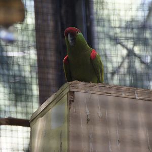 Thick-Billed Parrot