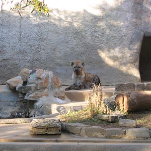 Spotted Hyena