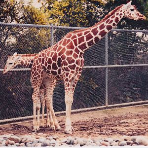 Scanned Photos - Reticulated Giraffes