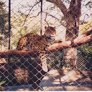 Scanned Photos - Jaguar