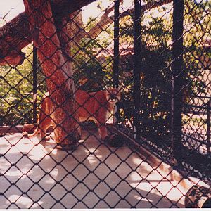 Scanned Photos - Mountain Lion