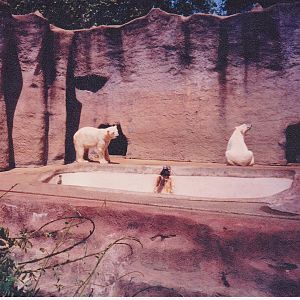 Scanned Photos - Polar Bears