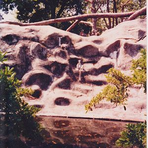 Scanned Photos - Ring-Tailed Lemurs