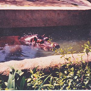 Scanned Photos - Hippopotamus