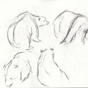 gesture sketching Bears at the wild place.