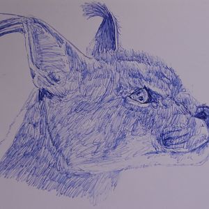 Caracal in ballpoint