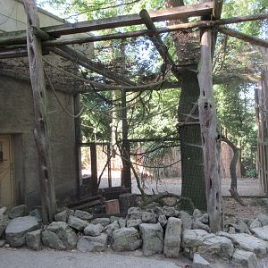 Yellow-spotted Rock Hyrax Exhibit
