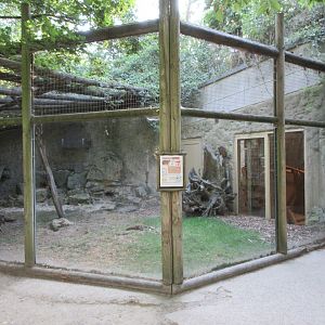 Rock Hyrax Exhibit