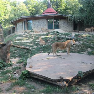 African Lion Exhibit - it will soon triple in size
