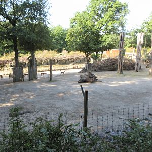 Samburu - African Savanna (5 species)