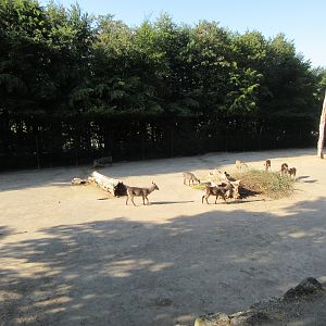 Samburu - African Savanna (5 species)