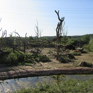 Takamanda - Drill/Diana Monkey/Forest Buffalo Exhibit