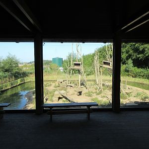 Takamanda - Colobus/Warthog Exhibit