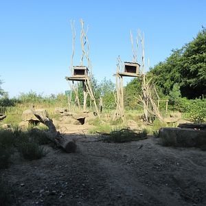Takamanda - Colobus/Warthog Exhibit